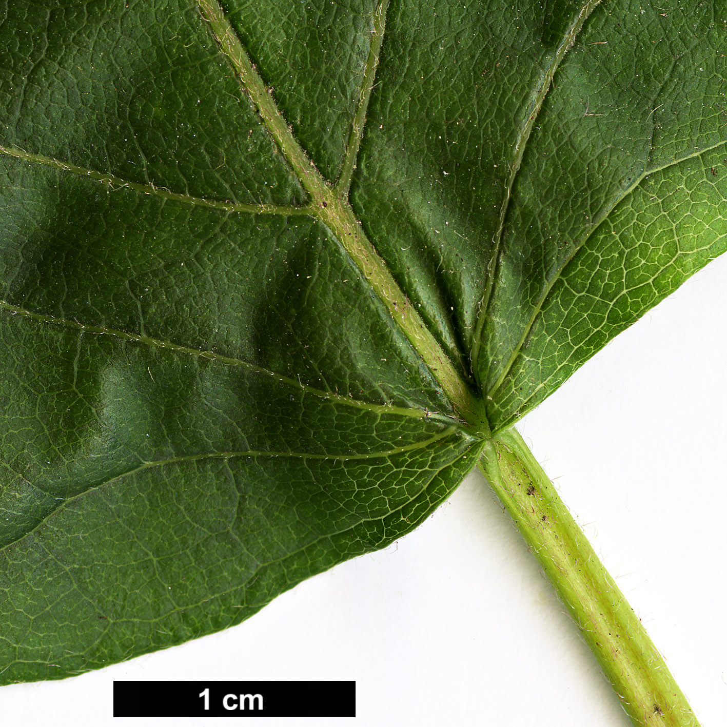 High resolution image: Family: Hydrangeaceae - Genus: Schizophragma - Taxon: hydrangeoides - SpeciesSub: f. quelpartensis